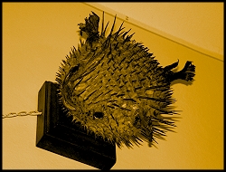 bed and breakfast Torre del Lago e versilia, bed and breakfast italy and versilia tuscany, bed and breakfast italie